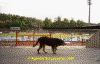 GinainAue.htm_txt_GinainAue_cmp.gif (94006 Byte)